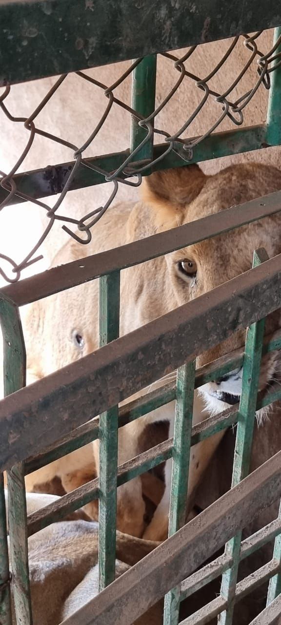 أصيب لبوة من الحديقة بمقذوف في بطنها ولم تجر لها عملية حتى الآن