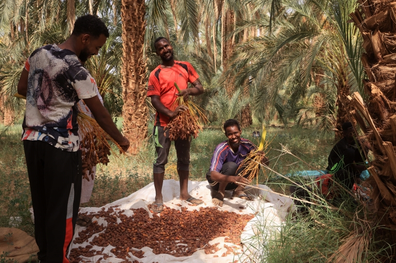 شباب يقومون بحش التمر شمالي السودان