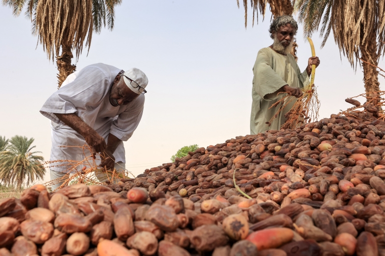 رجلان يشاركان في عملية "حش التمر" شمالي السودان