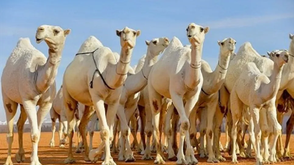 إبل- الهلال.jpg