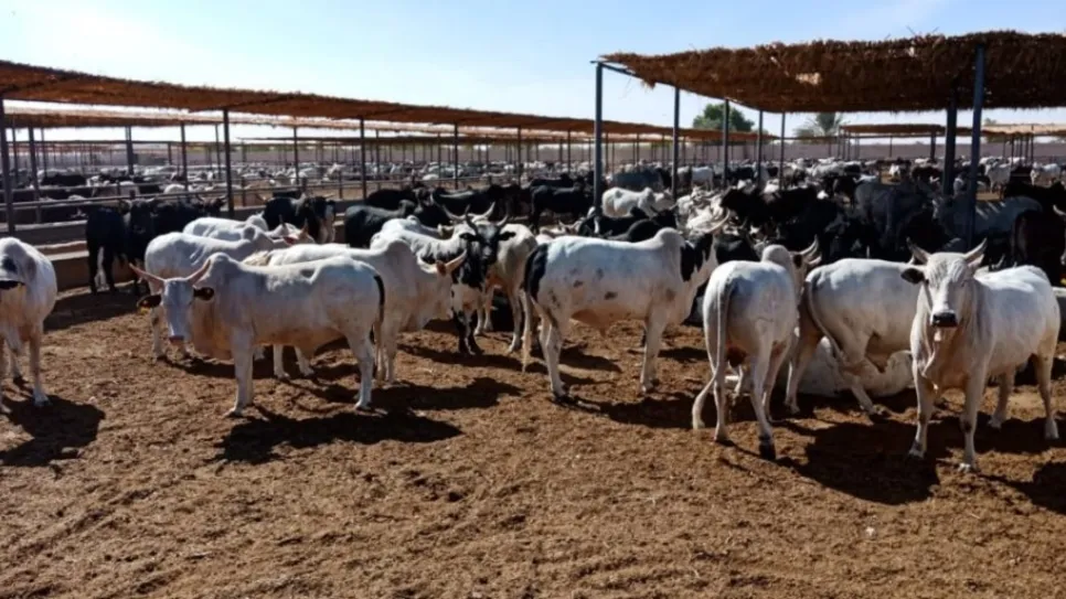 حيوان- نافذة.jpg