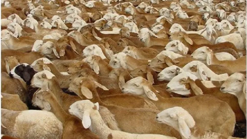 خراف- السودان اليوم.jpg