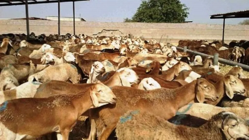 ضأن- أخبار السودان.jpg