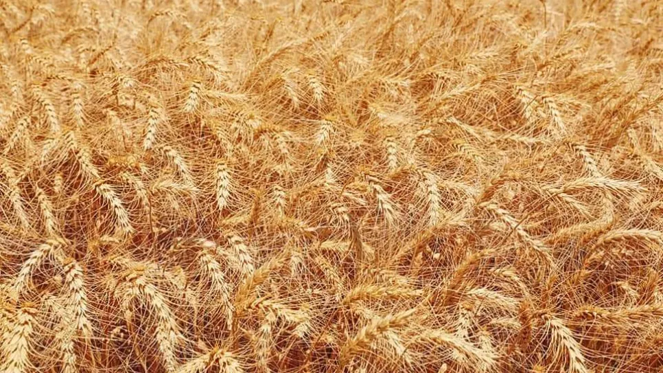 قمح-فيسبوك حصاد.jpg