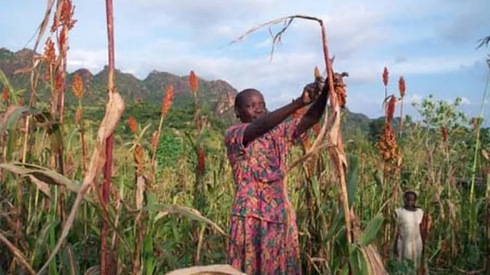 1280px-Nuba_farming_2.jpg