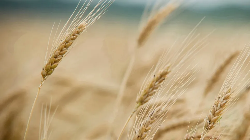 2021_wheat-chickasha2500.jpg