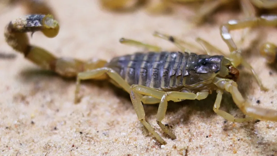 15egypt-scorpions1-mediumSquareAt3X.jpg