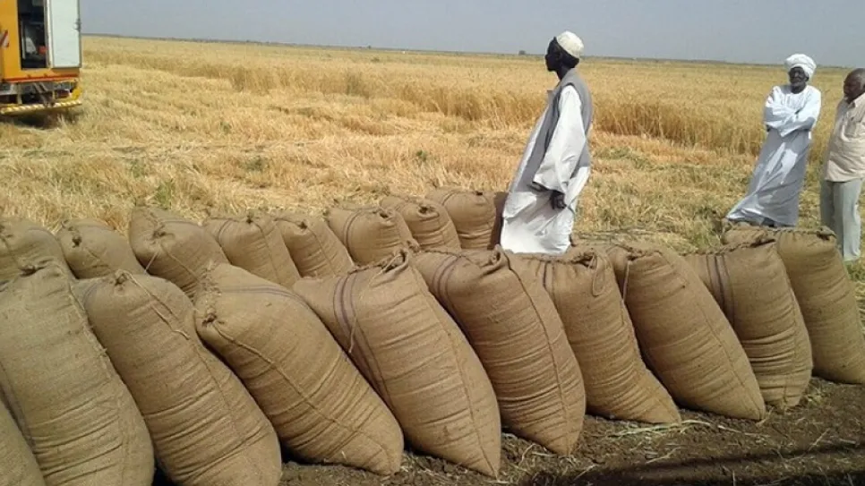 قمح الشمالية.jpg