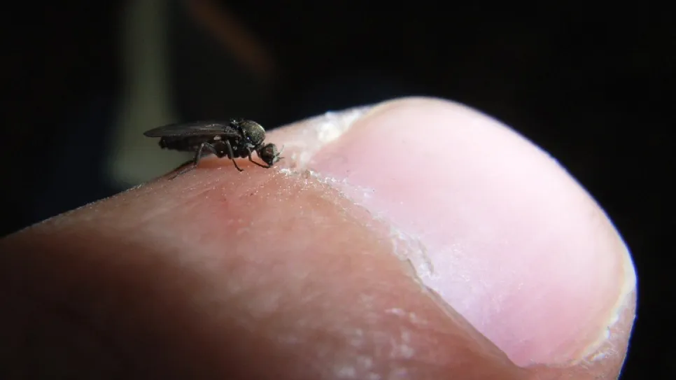 Biting_sandfly.jpg