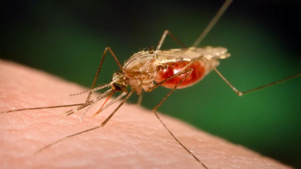 20130819-malaria.jpg