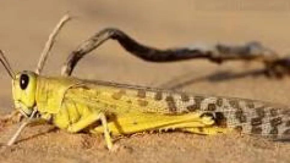 الجراد الصحراوي الأصفر.jpg