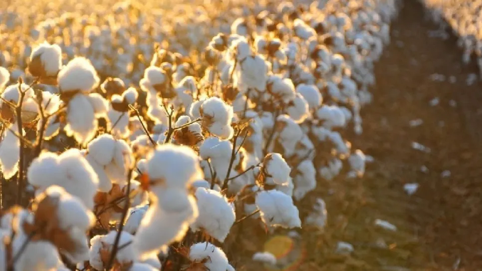 Cotton.jpg