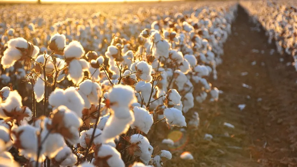 Cotton_field_kv17_0.jpg