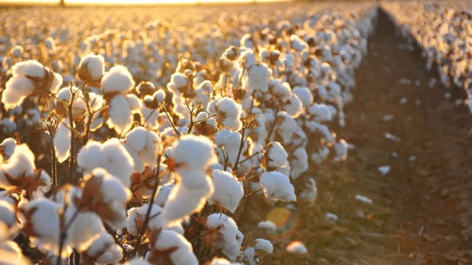 Cotton_field_kv17_0_0.jpg