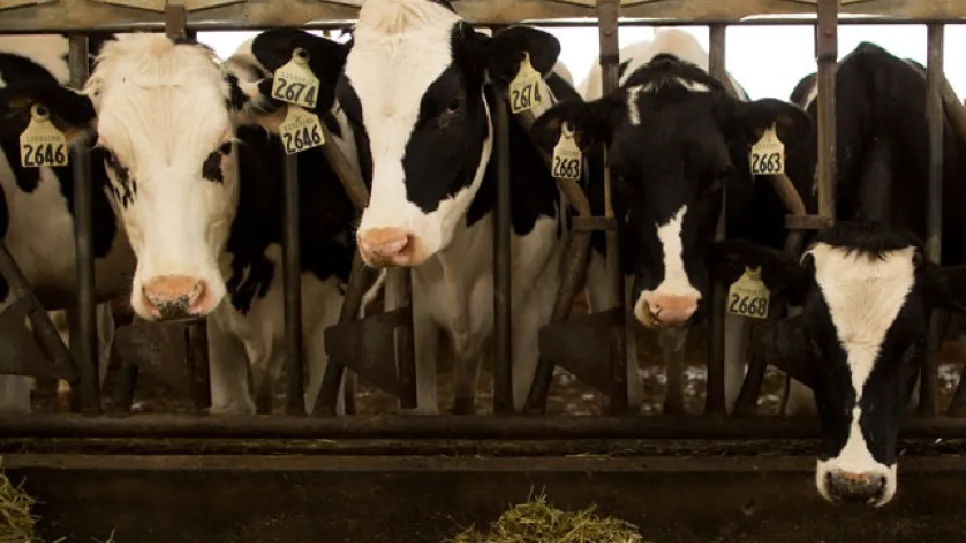 Cows_0.jpg
