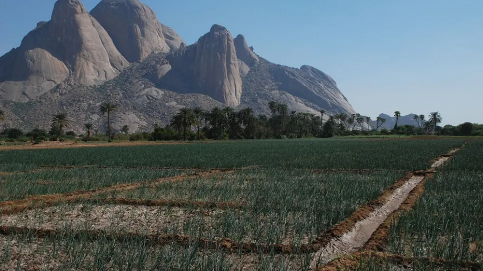 Kassala_onion_Totil.jpg