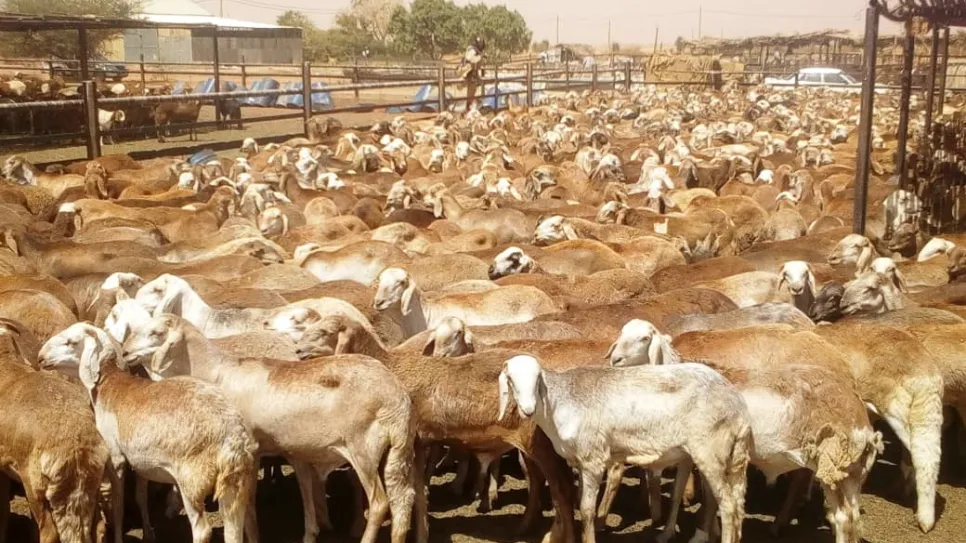 Sheep_0.jpg