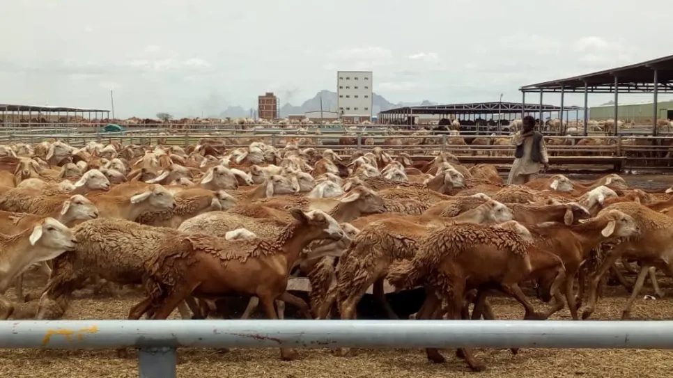 sheep.jpeg