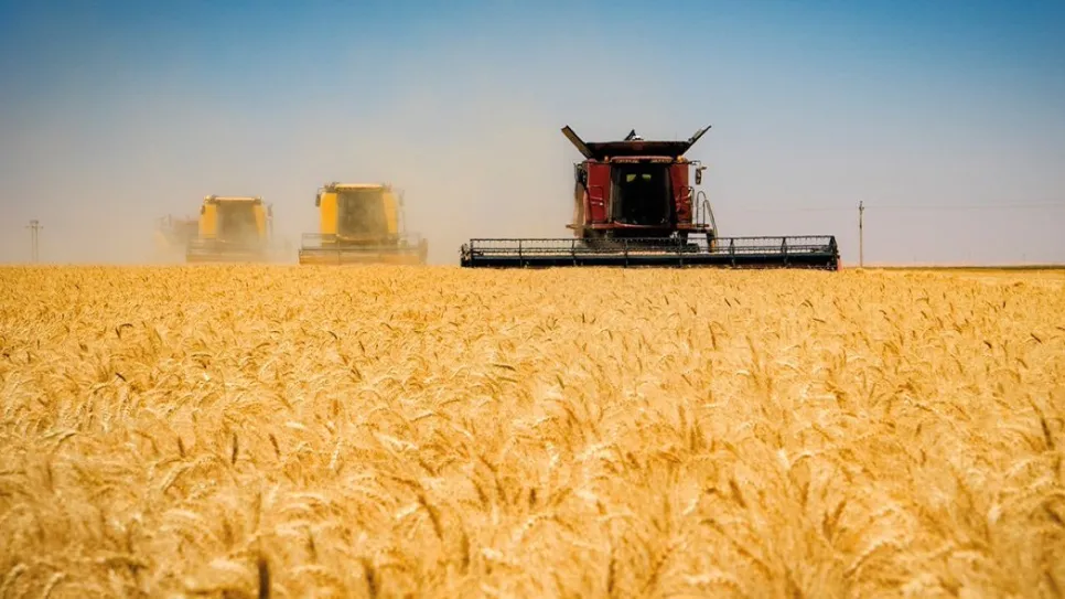 wheat_0.jpg
