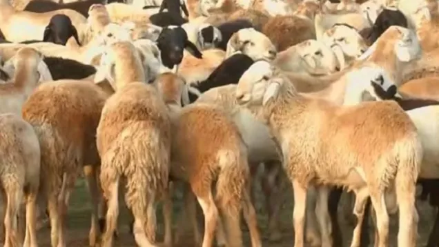 خراف- أماتونج.jpg