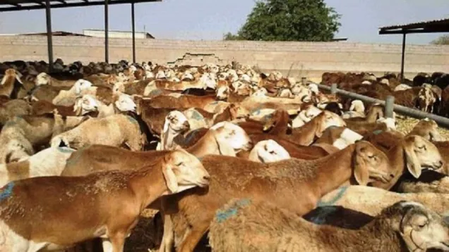 ضأن- أخبار السودان.jpg