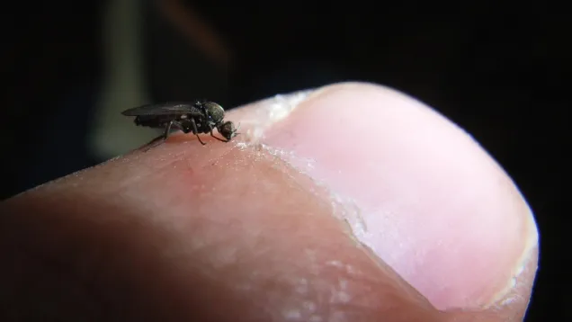 Biting_sandfly.jpg
