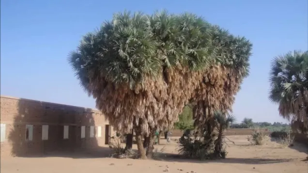 شجرة دوم.jpg