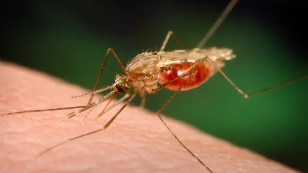20130819-malaria.jpg