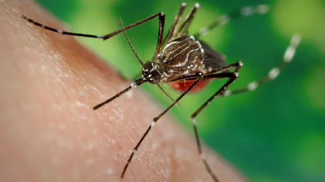 Dengue.jpg