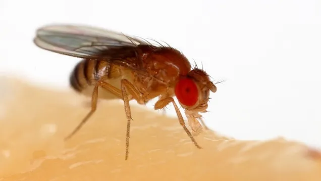 Drosophila_melanogaster_Proboscis.jpg