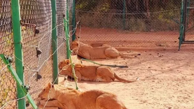 لبوات حديقة السودان للحياة البرية.jpg