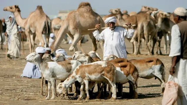 ماشية - ثروة حيوانية.jpg