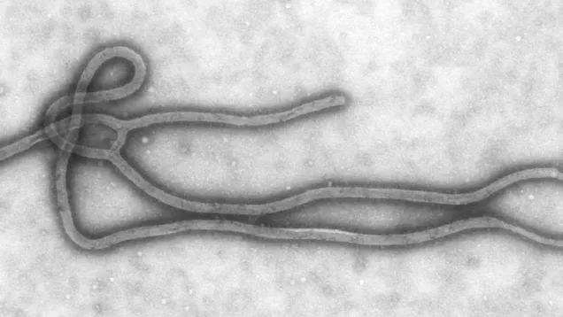 ebola-virus.jpg