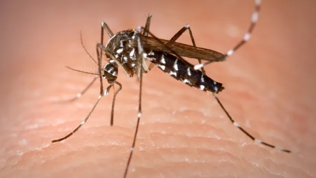Aedes_Albopictus.jpg