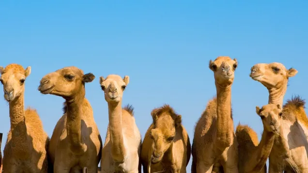 Camel.jpg