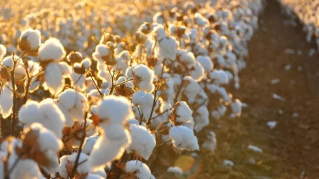 Cotton.jpg