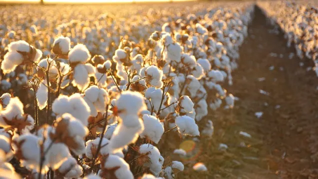 Cotton_field_kv17_0.jpg