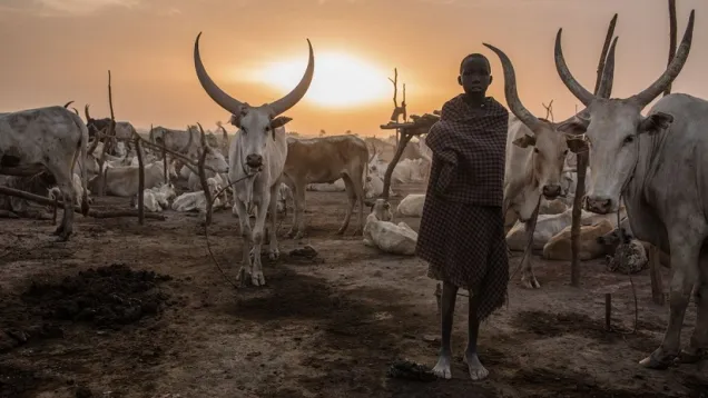Cows.jpg