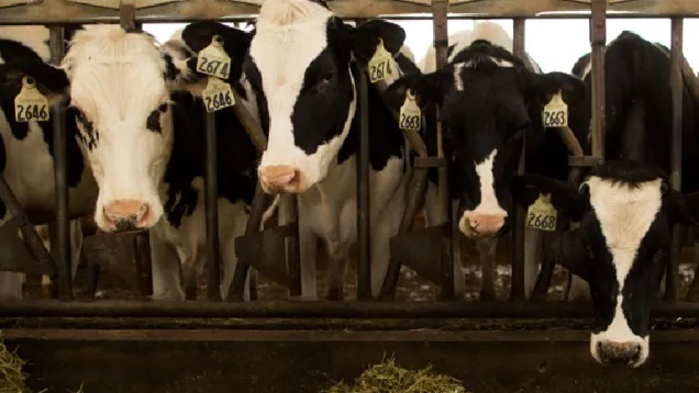Cows_0.jpg