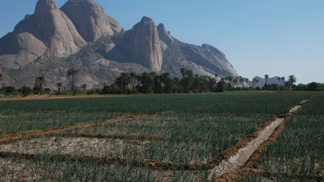 Kassala_onion_Totil.jpg
