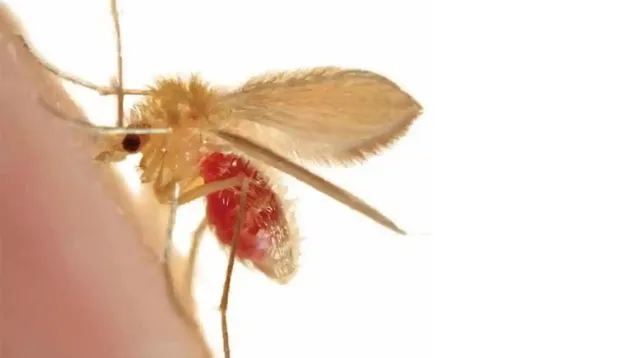 Leishmaniasis.jpg