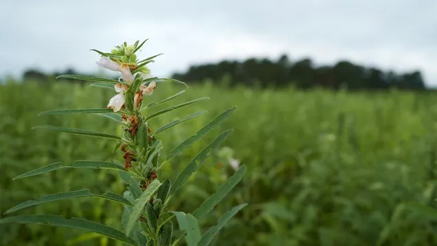 Sesame-plant-wp.jpeg