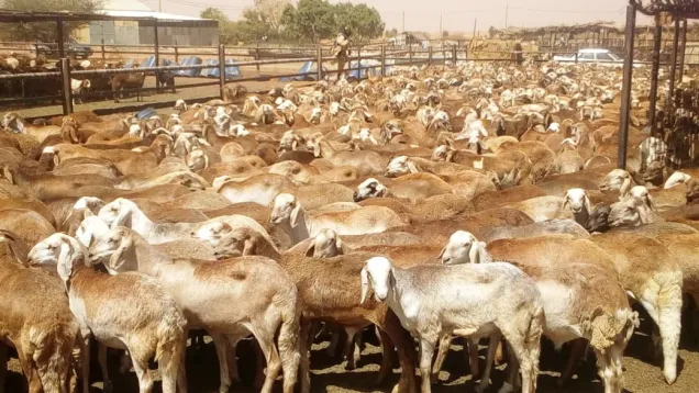 Sheep_0.jpg