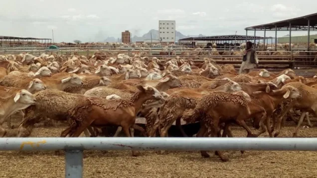 Sheeps.jpeg