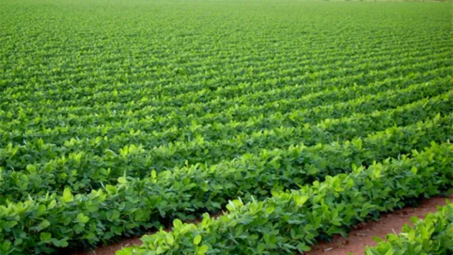 agriculture.jpg