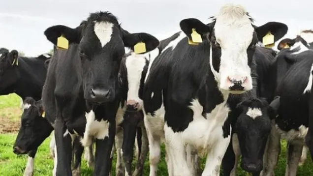cows-pic.jpg