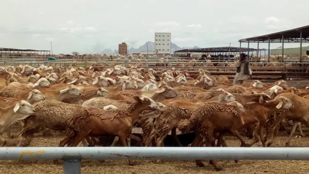 sheep.jpeg