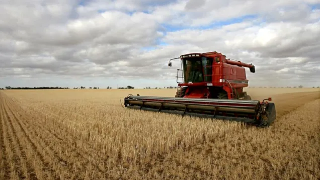 wheat.jpg