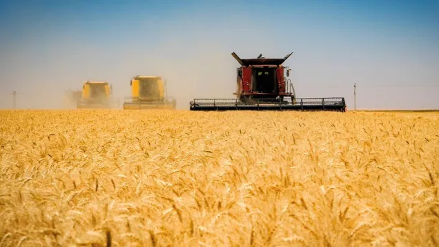 wheat_0.jpg